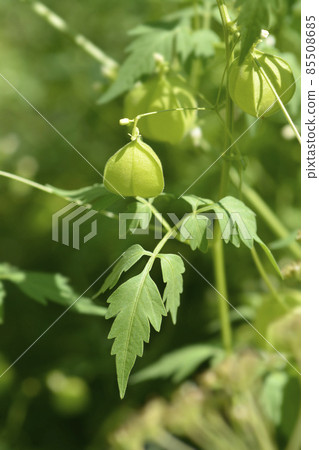 Balloon vine Balloon vine 85508685