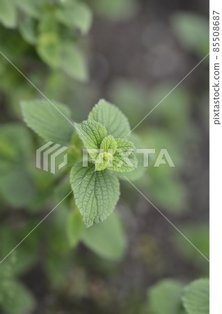 Lindenleaf sage Lindenleaf sage 85508687