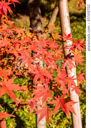 Autumn leaves shining in the morning sun, maples, autumn scenery, autumn leaves, autumn leaves looking up, beautiful autumn leaves, autumn leaves feeling Japanese Autumn leaves shining in the morning sun, maples, autumn scenery, autumn leaves, autumn leaves looking up, beautiful autumn leaves, autumn leaves feeling Japanese 85508702