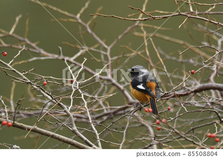 Giubitakios 85508804