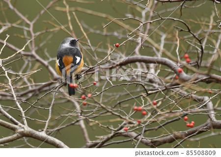 Giubitakios 85508809