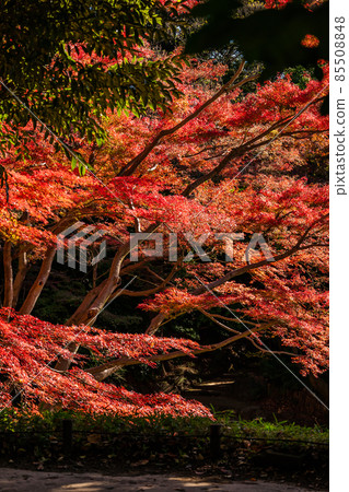 Bright red autumn leaves, maples, autumn scenery, autumn leaves, autumn leaves looking up, beautiful autumn leaves, autumn leaves that feel Japanese Bright red autumn leaves, maples, autumn scenery, autumn leaves, autumn leaves looking up, beautiful autumn leaves, autumn leaves that feel Japanese 85508848