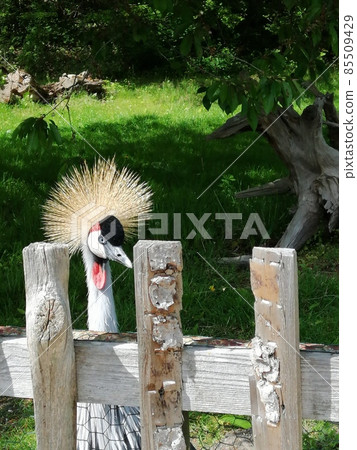 A portrait of Grey crowned crane (Balearica regulorum) with its stiff golden feathers on head looking at camera. 85509429