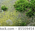 multicolored uneven moss on an old stone. Texture 85509454