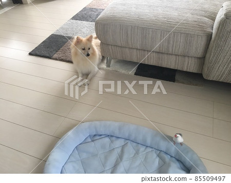 博美犬被爪哇麻雀搶走了他最喜歡的墊子 85509497