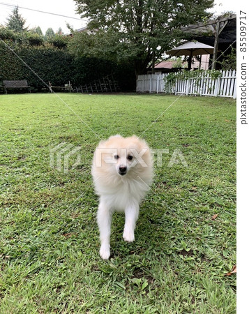 博美犬跑狗 博美犬跑狗 85509717