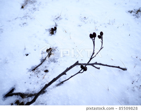 雪和樹枝 85509828