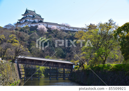 春天的和歌山城 85509921