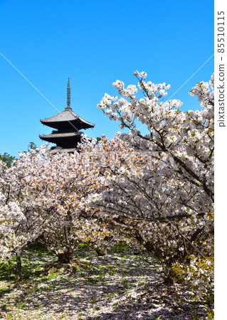 Ninna-ji Temple Oimuro櫻桃 Ninna-ji Temple Oimuro櫻桃 85510115