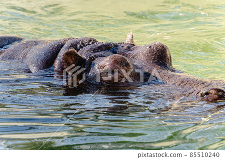 Hippopotamus Hippopotamus 85510240