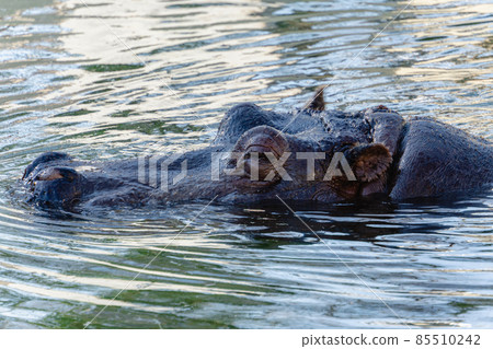 Hippopotamus Hippopotamus 85510242