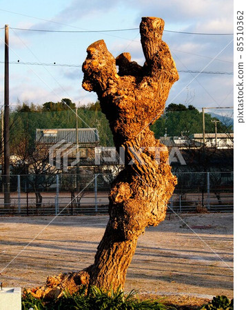 Objects bathed in the morning sun (Pruned American Deigo: Winter Kanda Park '22) 85510362