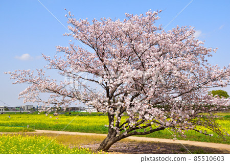 Sakurakei Satte Gongendo Park Sakurakei Satte Gongendo Park 85510603