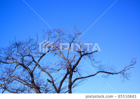Winter blue sky and treetops Winter blue sky and treetops 85510681