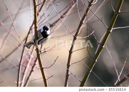 Wild bird of Akebono mountain winter 85510814