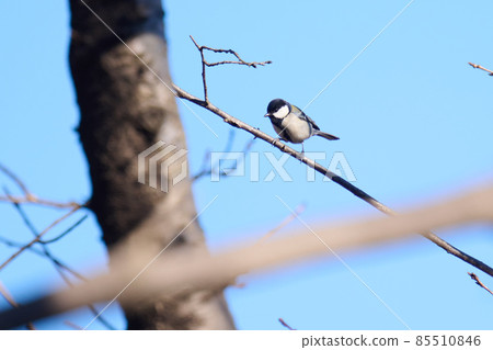 曙山冬天的野鳥 85510846