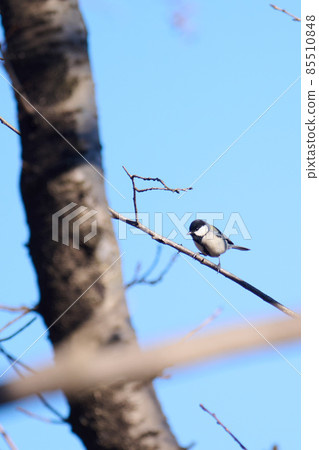 曙山冬天的野鳥 85510848
