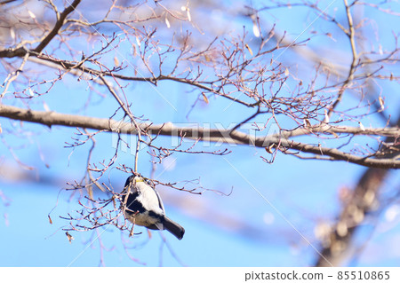 Wild bird of Akebono mountain winter 85510865