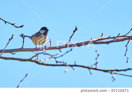 Wild bird of Akebono mountain winter 85510871