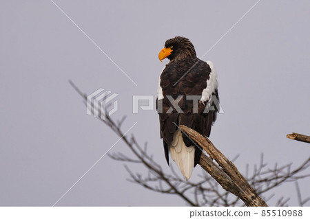 有著銳利眼睛的虎頭海雕 85510988