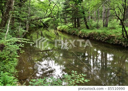 戰場原，徒步旅行，夏天，櫪木縣日光市 85510990
