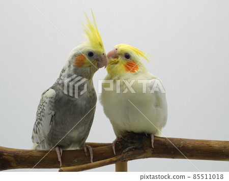 好朋友鸚鵡 好朋友鸚鵡 85511018