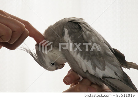 宜人的玄鳳鸚鵡 85511019