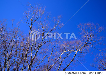 Winter blue sky and treetops Winter blue sky and treetops 85511055
