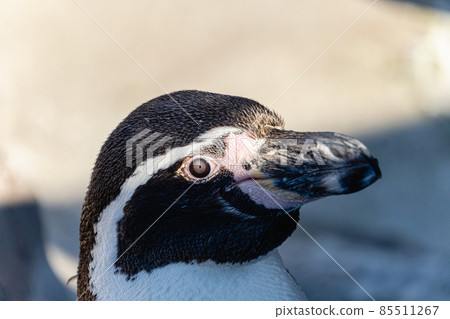 企鵝特寫 85511267
