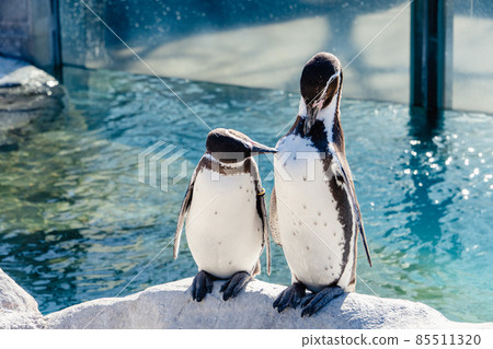Penguins Tobu Zoo 85511320