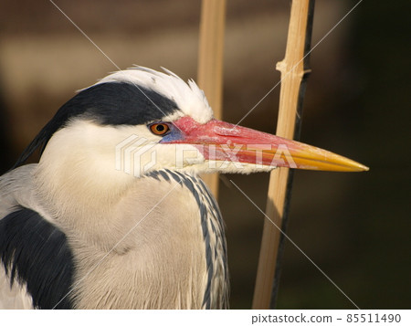 Wild Bird (Gray Heron in Dazaifu City, Fukuoka Prefecture) 85511490