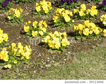 Yellow viola that is fine even in the cold season 85511608
