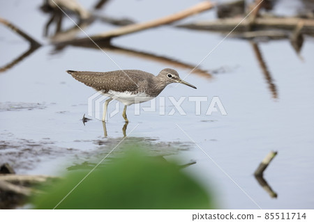 Green sandpiper looking for food in the Hasuda Green sandpiper looking for food in the Hasuda 85511714
