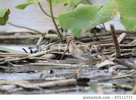 Snipe looking for food in the Hasuda 85511715