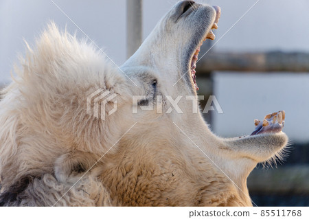 Yawning camel close-up 85511768
