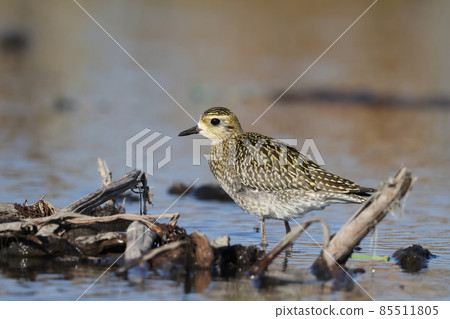 Golden plover walking in the Has field Golden plover walking in the Has field 85511805