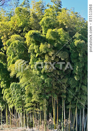 Bamboo grove Bamboo grove 85511868