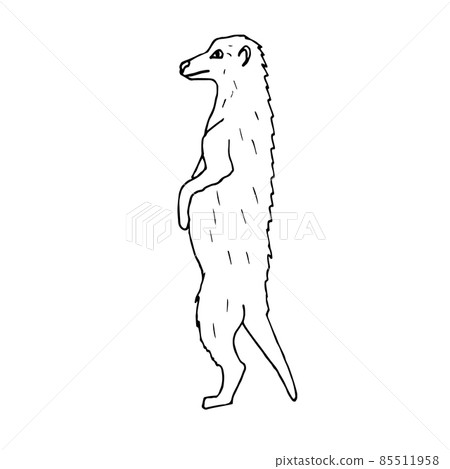 Vector hand drawn doodle sketch meerkat 85511958