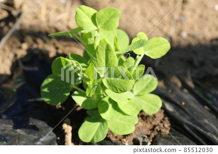 A little bigger bud of peas A little bigger bud of peas 85512030