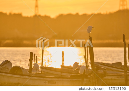 Sunset in Lake Teganuma and wild birds in winter Sunset in Lake Teganuma and wild birds in winter 85512190