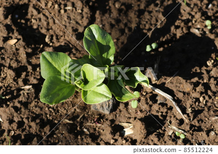 Growing broad bean buds 85512224