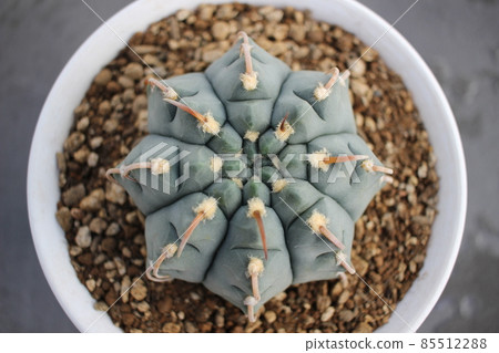 Cactus Gymnocalycium Battery Cactus Gymnocalycium Battery 85512288