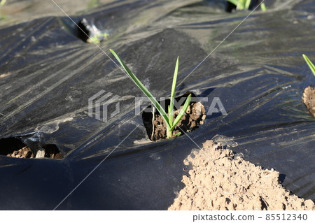 種植大蒜芽 85512340