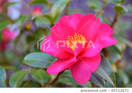Bright red sasanqua flowers Bright red sasanqua flowers 85512671