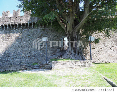 Tree and walls of Montebello citadel in Bellinzona city, Switzerland Tree and walls of Montebello citadel in Bellinzona city, Switzerland 85512821