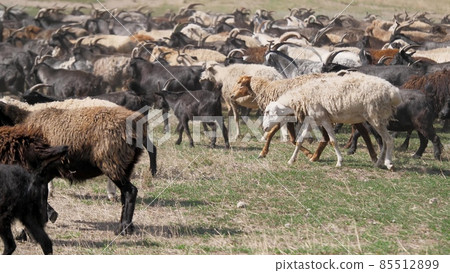 A herd of goats and sheep are running across the field, raising dust. Wool and down of pets. Cattle breeding A herd of goats and sheep are running across the field, raising dust. Wool and down of pets. Cattle breeding 85512899
