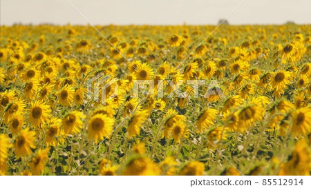 Sunflower in the field against the blue sky. Young blooming lands. Vegetable oils in a yellow flower 85512914