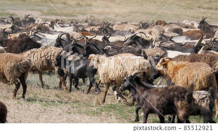 A herd of goats and sheep are running across the field, raising dust. Wool and down of pets. Cattle breeding 85512921