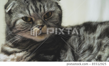 The gray tabby cat washes his face. A clean cat washes its paw with its tongue. A beautiful pet. Favorite animal. Hygienic procedures. Scotch Fold. Thoroughbred. Hanging ears 85512925