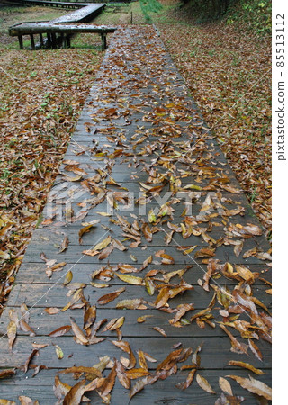 深秋的公園長廊上堆積著赤櫟落葉 85513112
